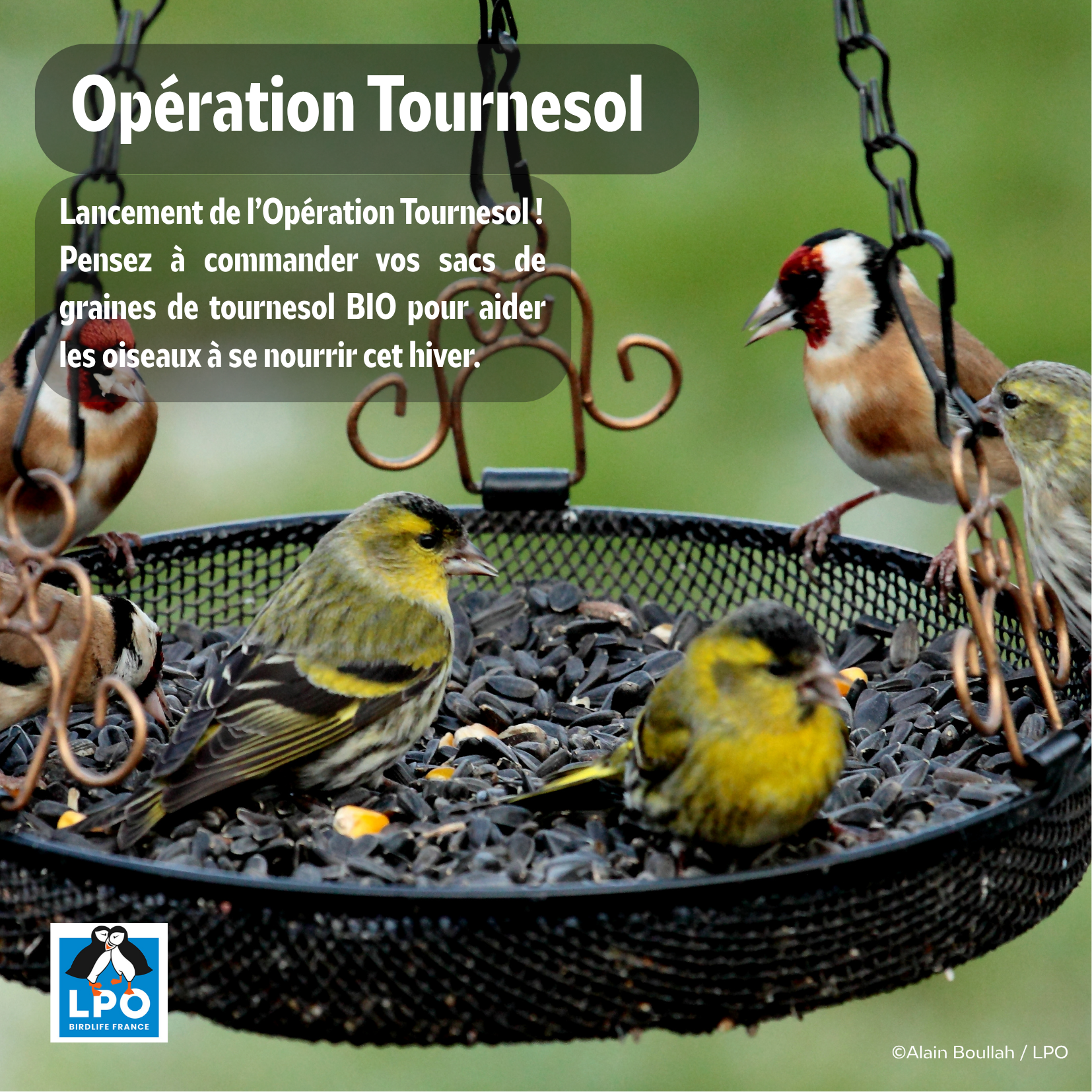 Opération Tournesol 2026