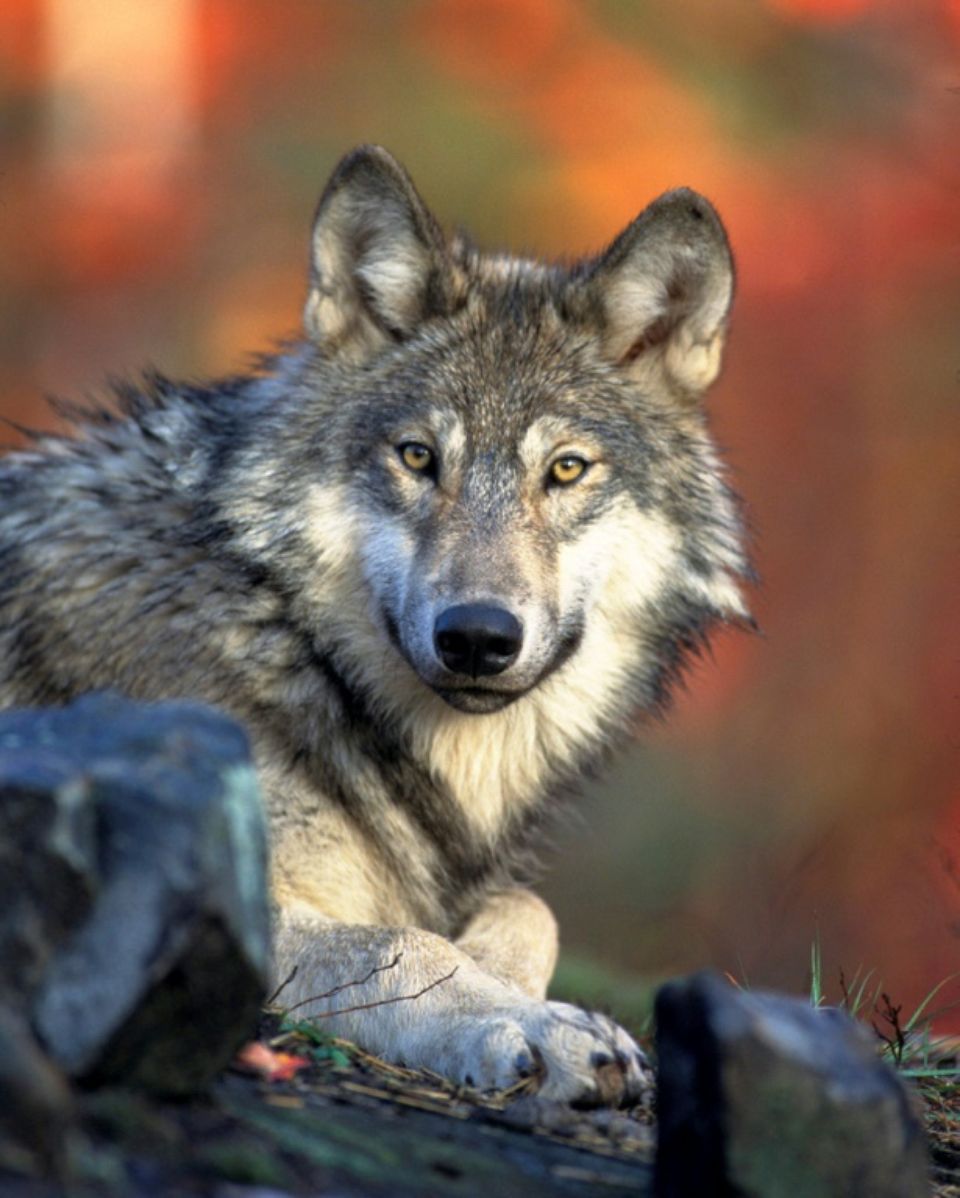 1242783 le loup gris a bien failli disparaitre du territoire americain au debut du 20e siecle et a vraisembl