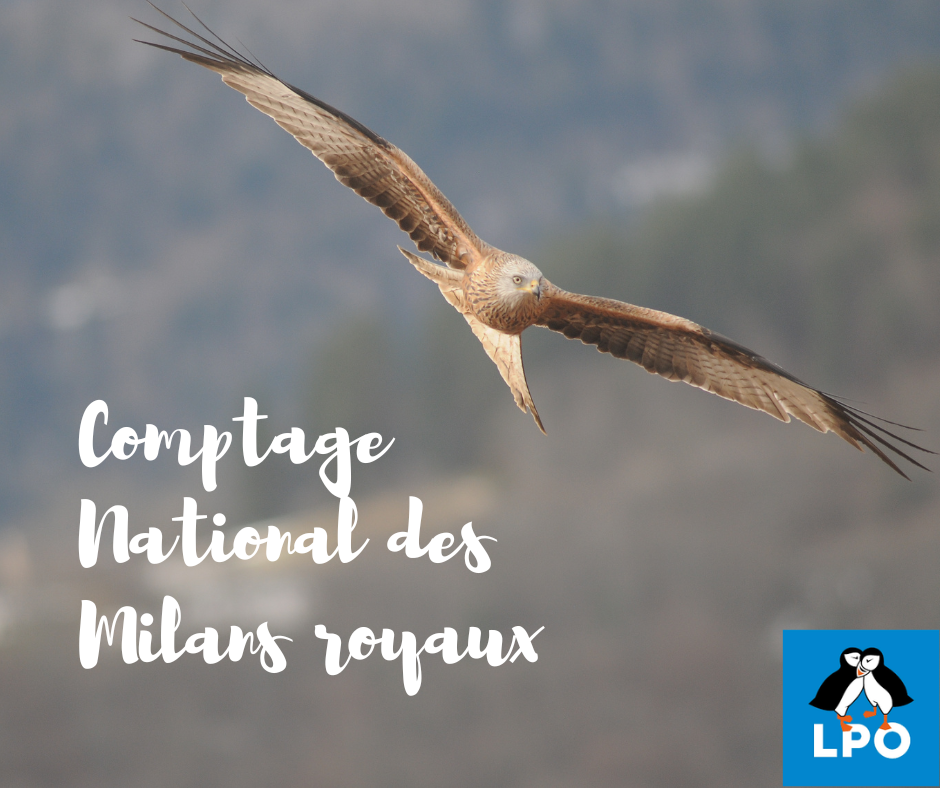 Comptage National des Milans royaux