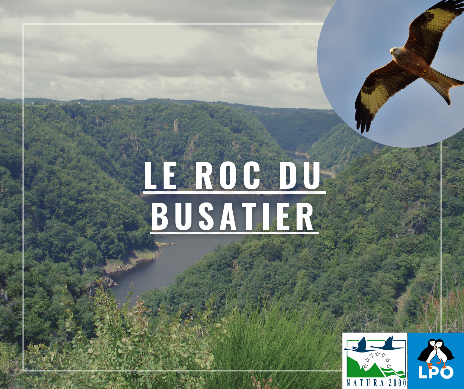 La Migration aux Gorges de la Dordogne !