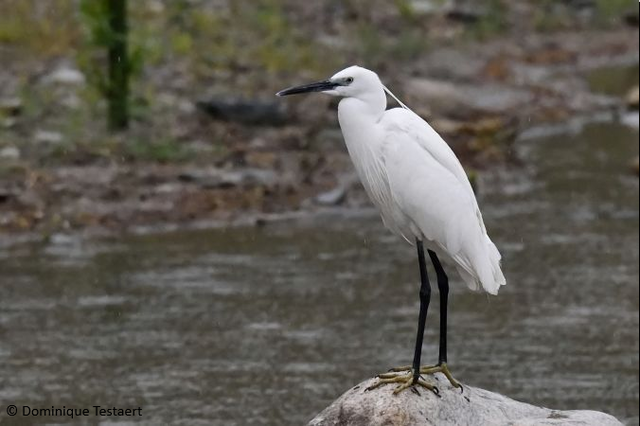 Aigrette Garzette Dominique Testaert