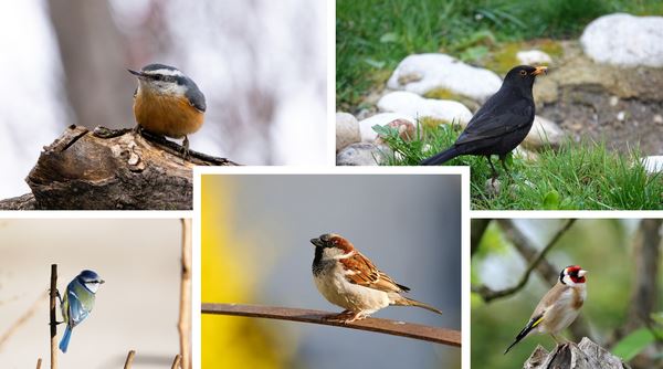 Participez au Week-National les 28-29 janvier de comptage des Oiseaux des jardins 