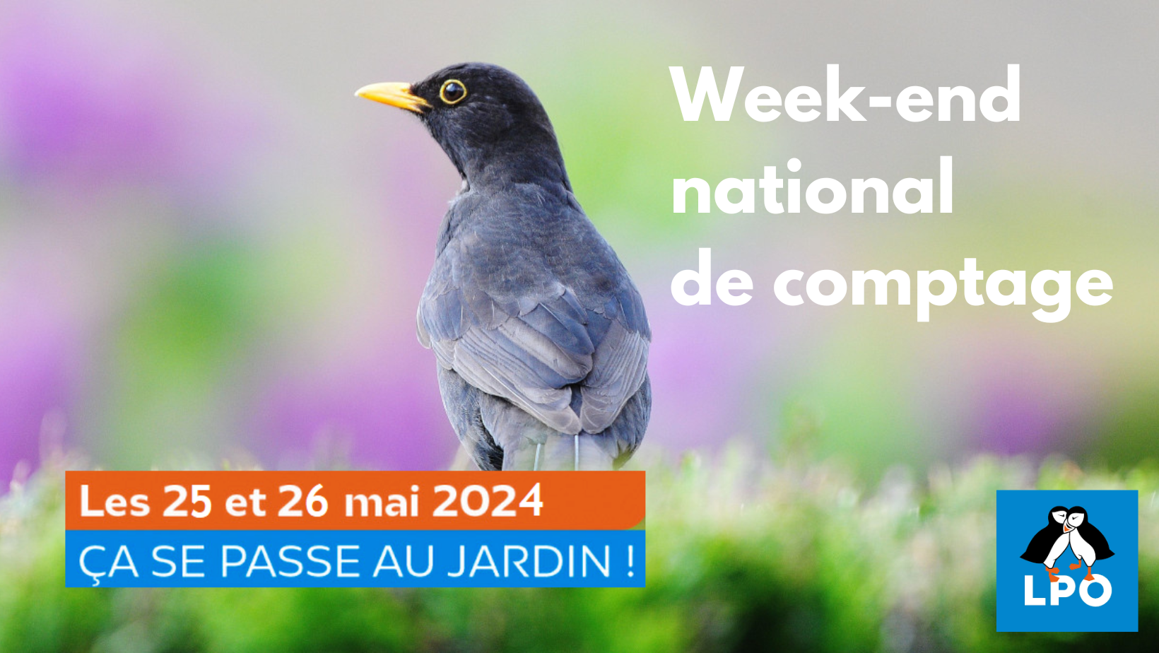 Comptage National des Oiseaux des jardins !