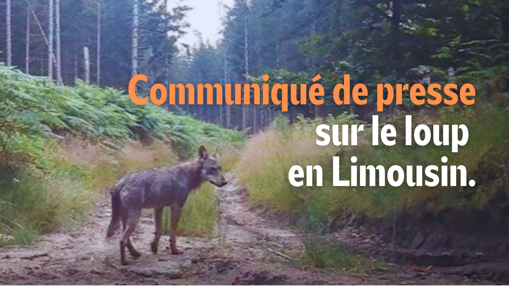 Communiqué de presse sur le loup du Limousin !