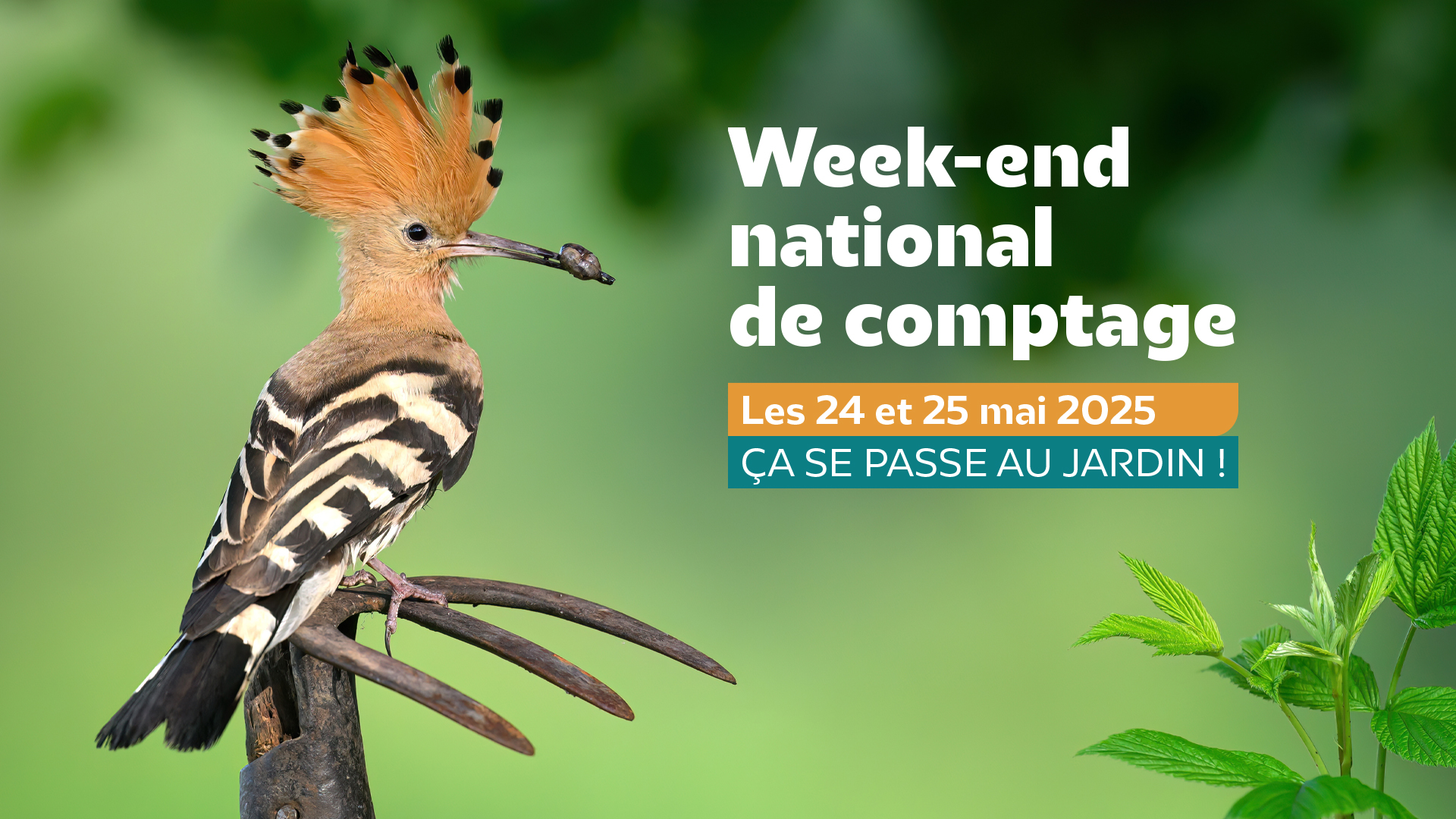 Participez Comptage national des oiseaux des jardins !