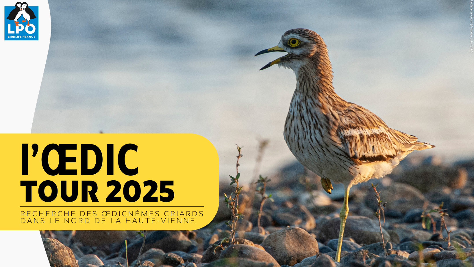 ŒDIC TOUR 2025 : appel à ornithologues.