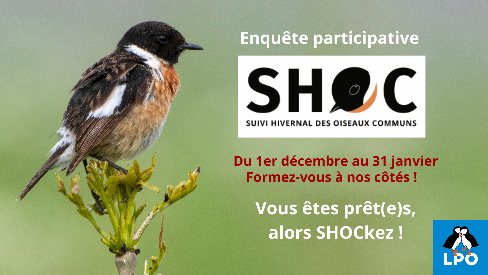 Enquête participative - SHOC