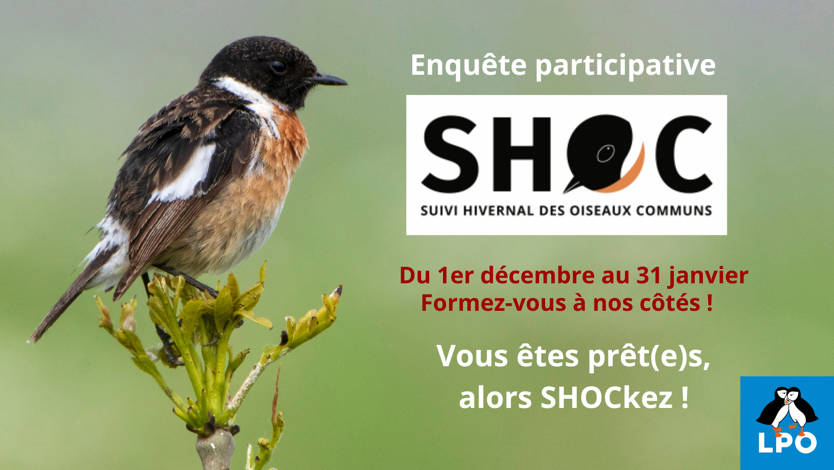 Quand nourrir les oiseaux ? - LPO (Ligue pour la Protection des Oiseaux) -  Agir pour la biodiversité