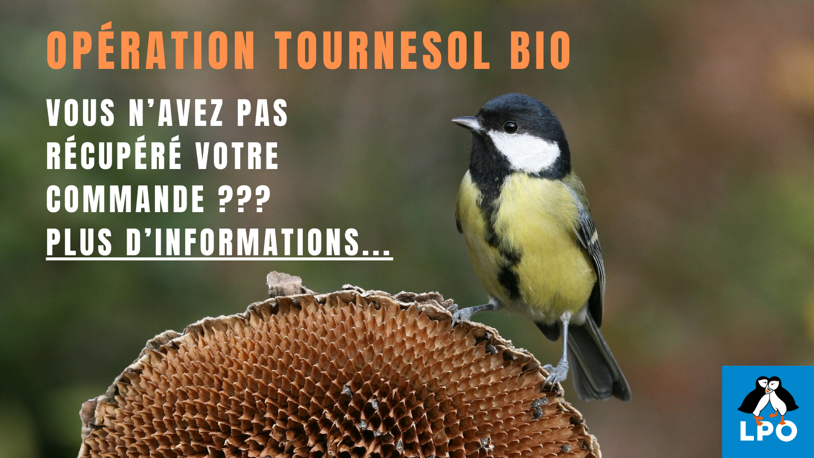 Opération tournesol terminée !