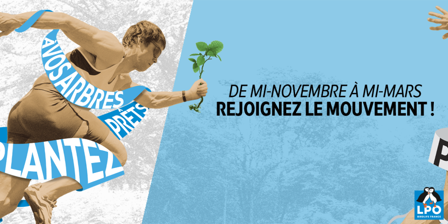 À vos arbres, prêts, plantez !