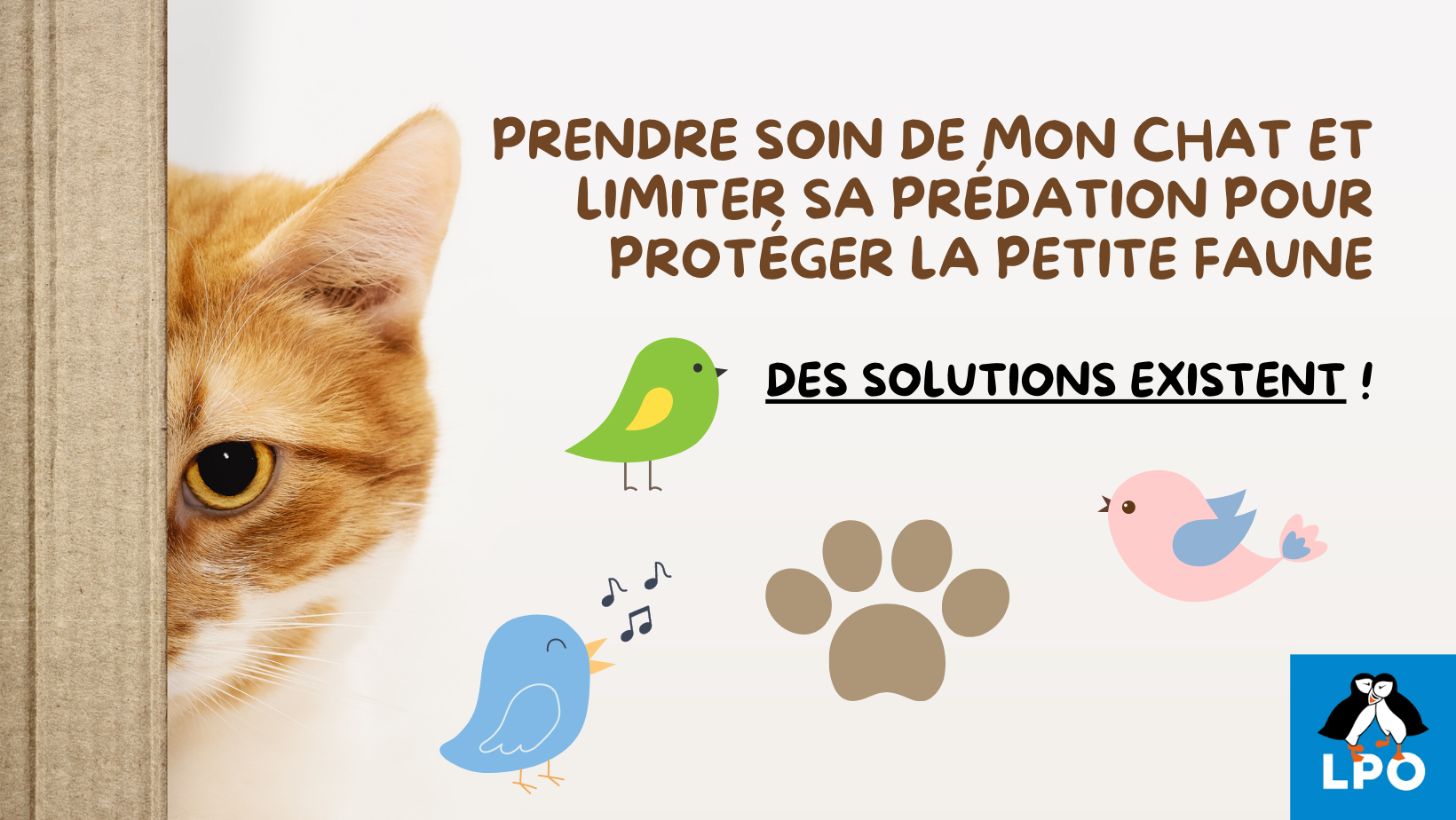 Hygiène du chat : les gestes clés à adopter - SPA de Lyon et du Sud-Est