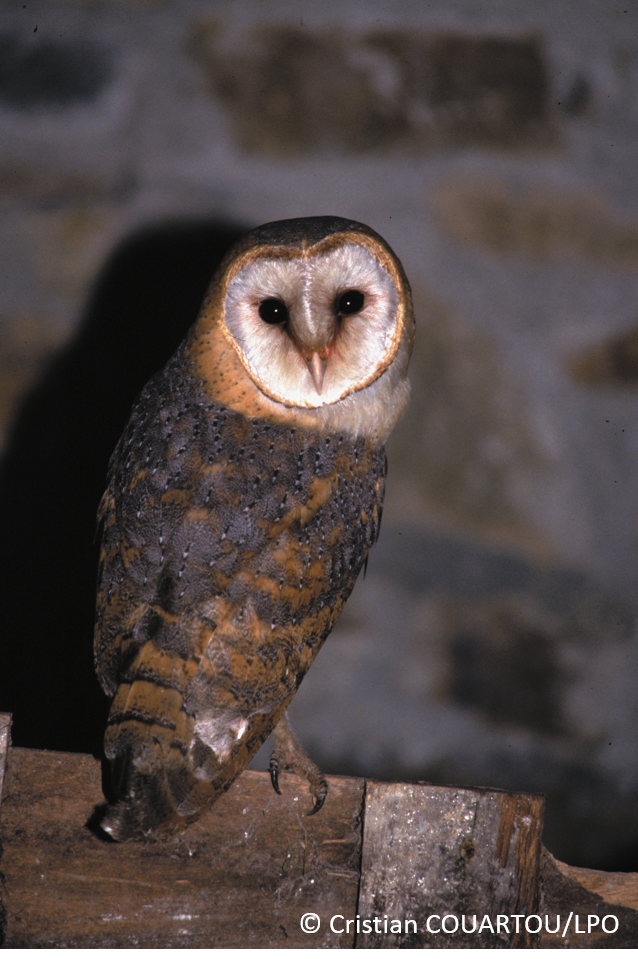 Chouettes et hiboux : à la découverte de ces rapaces nocturnes menacés