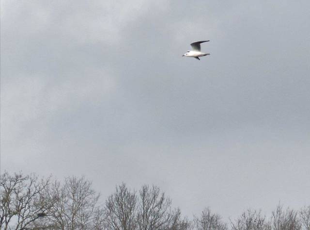 P1730381 Mouette rieuse MD