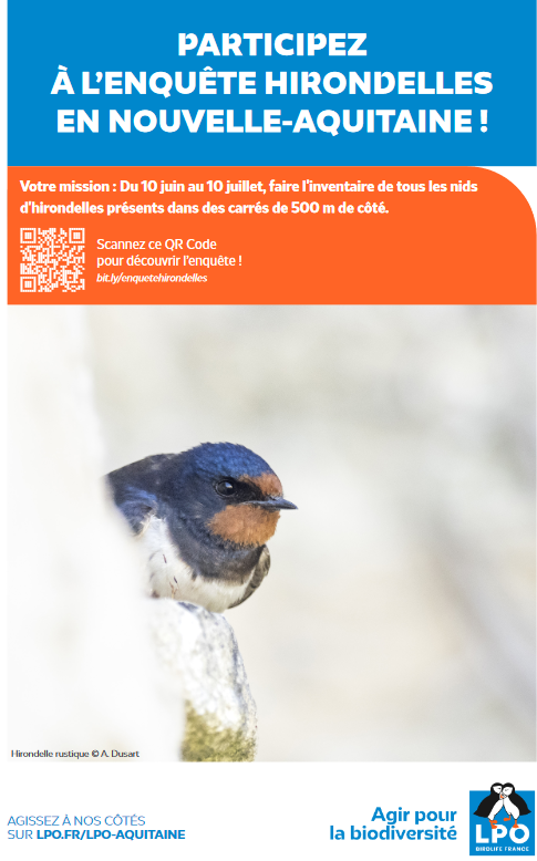 Enquêter sur les Hirondelles, en Nouvelle-Aquitaine ! 2023