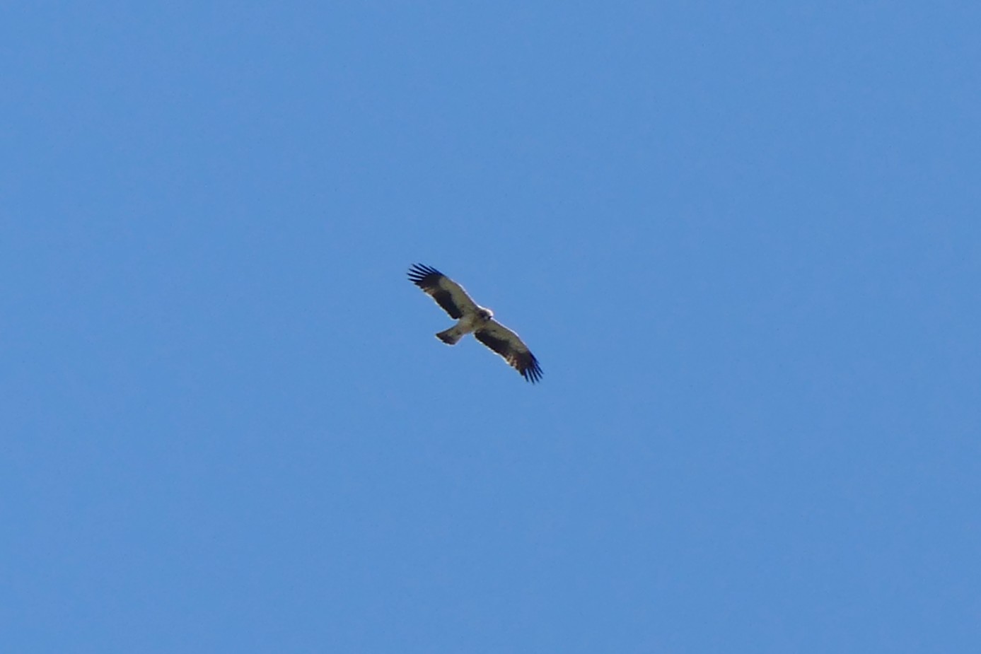 190424g aigle bottéT