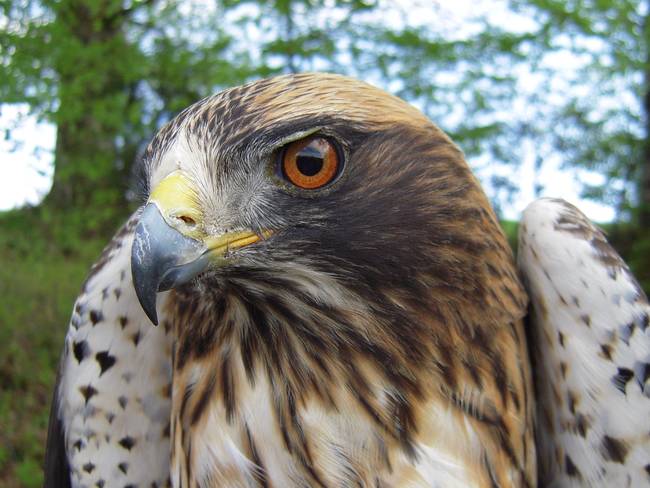 Aigle botté - LPO (Ligue pour la Protection des Oiseaux) - Agir pour la  biodiversité