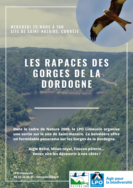 les_rapaces_des_gorges_de_la_dordogne1