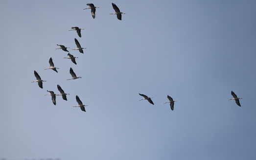 Grues etang landes